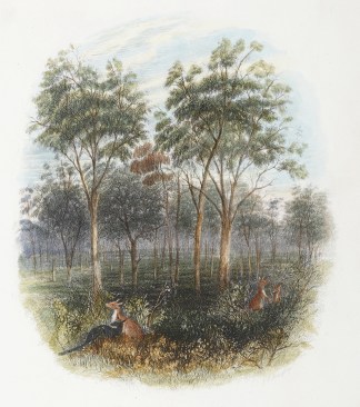 Open Bush, Queensland. Australian - General