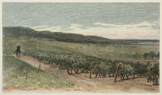 The Auldana Vineyard. Australiana (General)