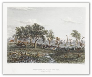 Stampede of Pack Horses. Northern Territory