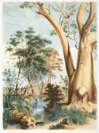 Old Gum Tree on the Gawler. Australian - General Old Gum Tree on the Gawler.