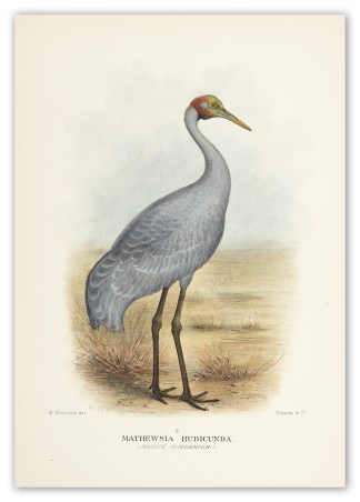 Mathewsia Rubicunda. (Native Companion) Australian