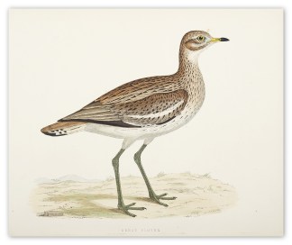 Great Plover BIRDS
