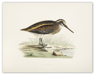Jack Snipe BIRDS