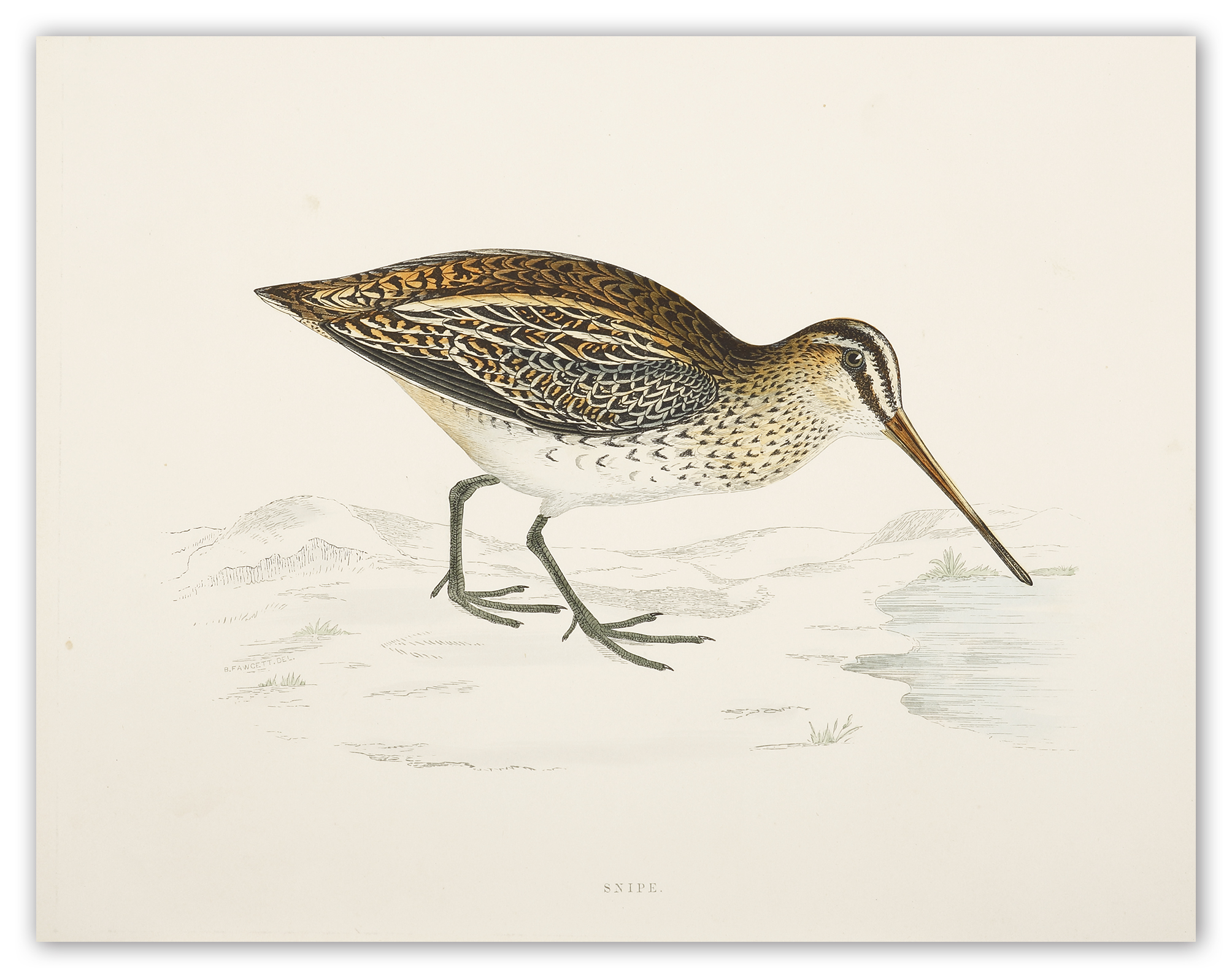 Snipe - Antique Print from 1855