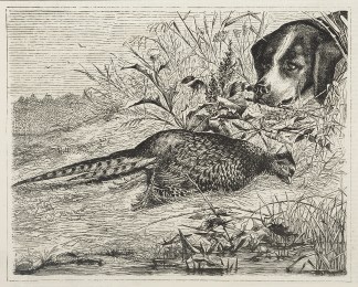 “Dead, Ponto, Dead!” Dogs