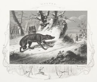 Wolves. General / Global