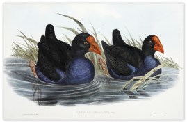 Porphyrio melanotus. Black-backed Porphyrio