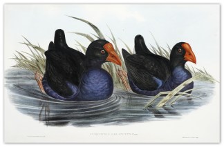Porphyrio melanotus. Black-backed Porphy… Australian
