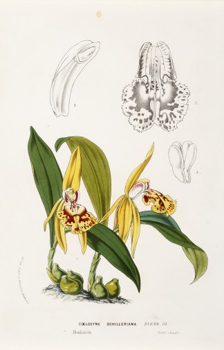 Coelogyne Schilleriana [Schiller’s… General / Global