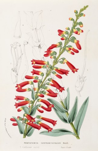 Pentstemon Centranthifolius General / Global