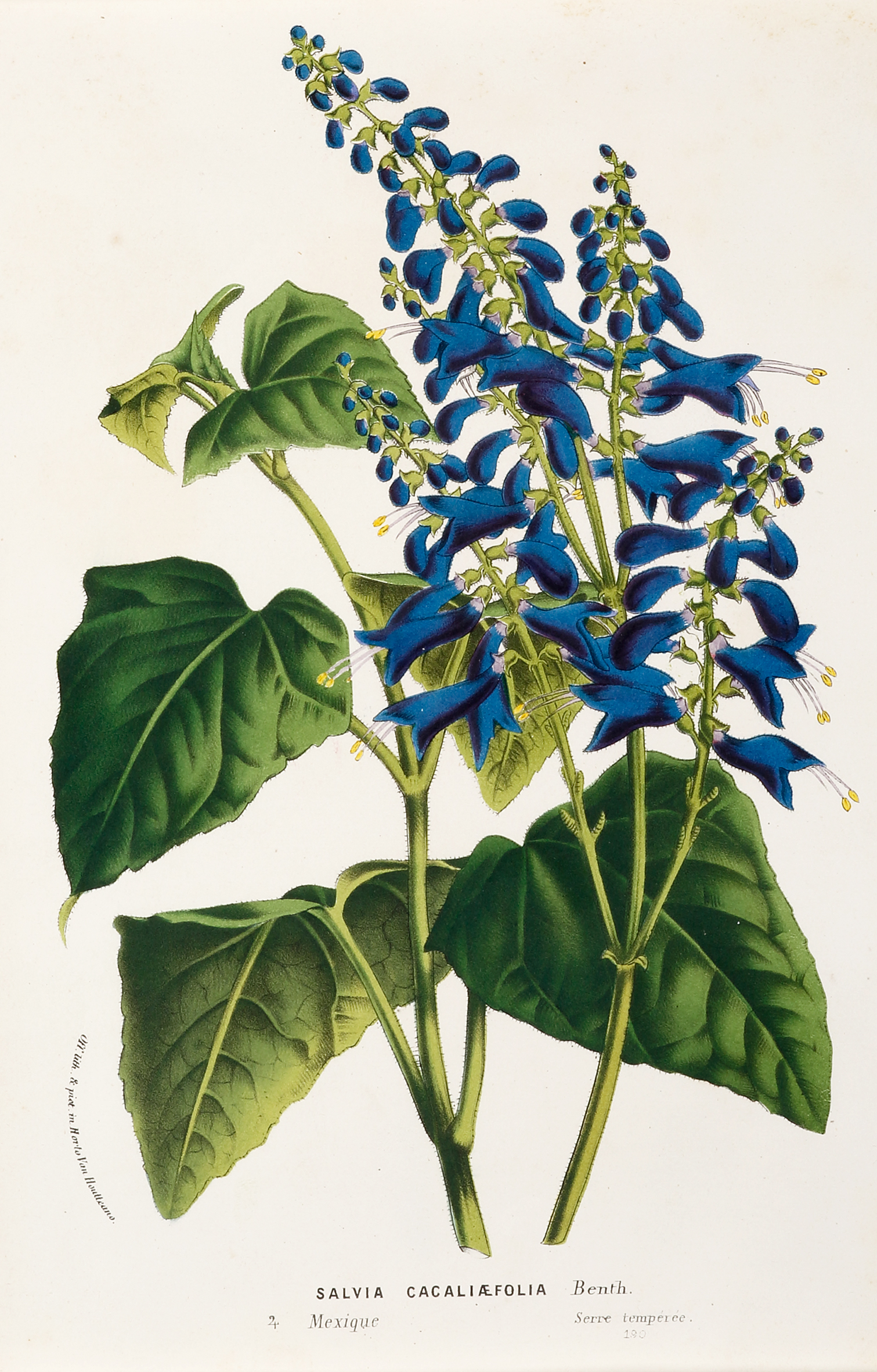 Salvia Cacaliaefolia - Antique Print from 1883