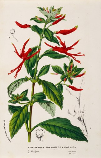 Semeiandra Grandiflora General / Global