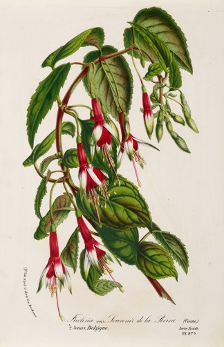 Fushia Souvenir de la Riene General / Global