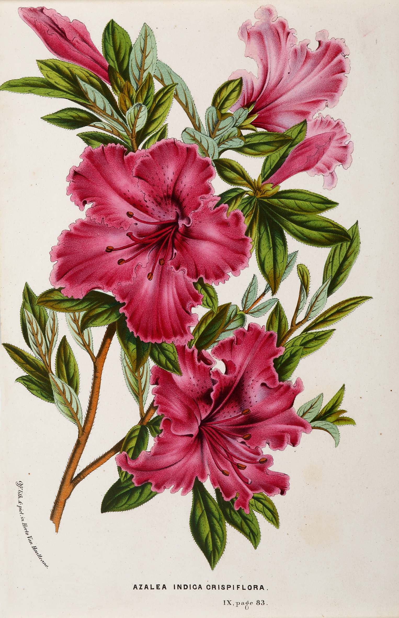 Azalea Indica Crispiflora - Antique Print from 1883