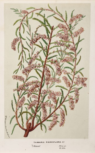 Tamarix Parviflora General / Global