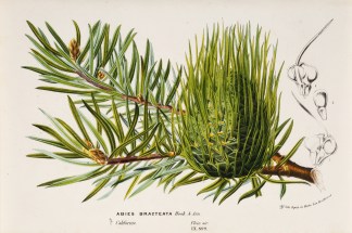 Abies Bracteata [Bristlecone fir] General / Global