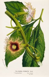 Telfairia Pedata World - Nonindigenous General Telfairia Pedata