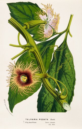 Telfairia Pedata General / Global