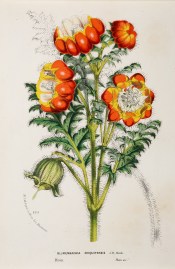 Blumenbachia Chiquitensis World - Nonindigenous General Blumenbachia Chiquitensis