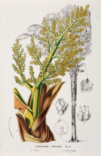 Chamaerops Fortunei General / Global