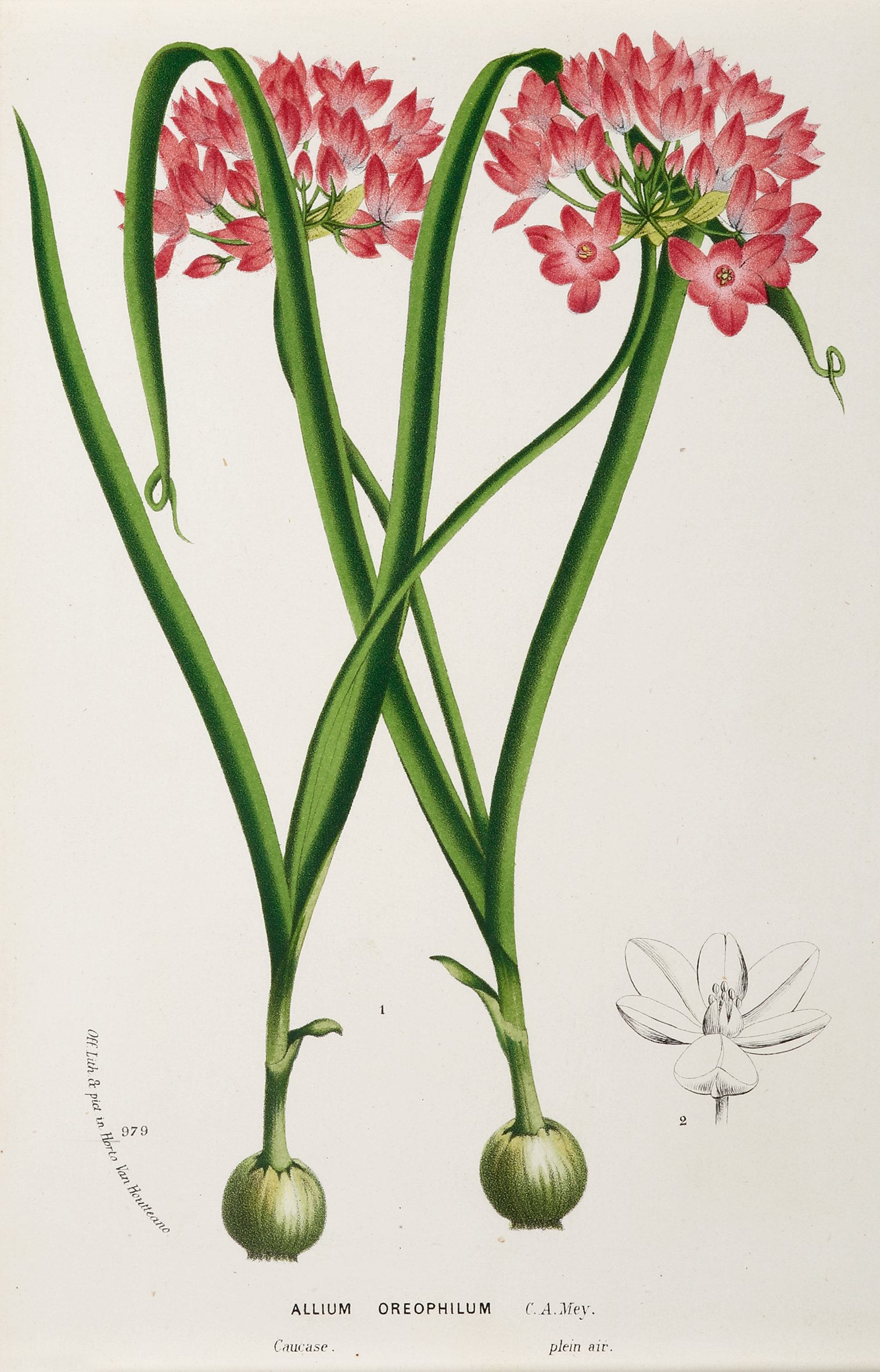 Allium Oreophilum - Antique Print from 1883