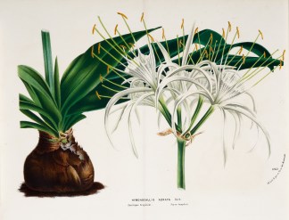 Hymenocallis Adnata General / Global