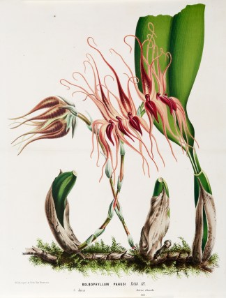 Bolbophyllum Pahudi [Bulbophyllum carina… General / Global