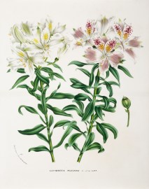 Alstroemeria Pelegrina World - Nonindigenous General Alstroemeria Pelegrina