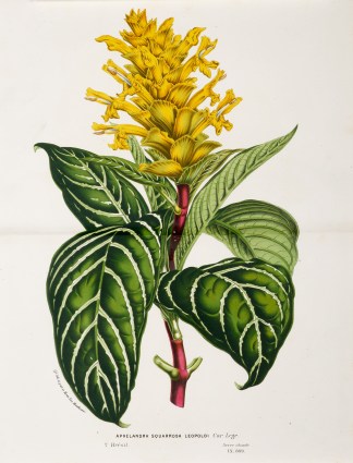 Aphelandra Squarrosa Leopoldi General / Global