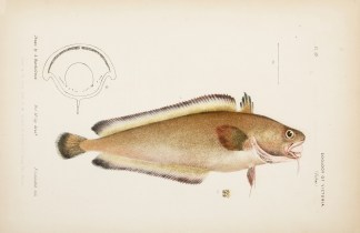 [Lotella callarias (Gunth.) The Small-Sc… Prodromus of the Zoology of Victoria