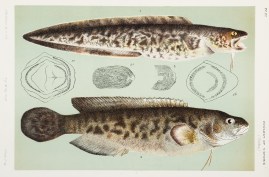 Figure 1. Australian Rockling [Ling], Genypterus A… Fish & Crustaceans
