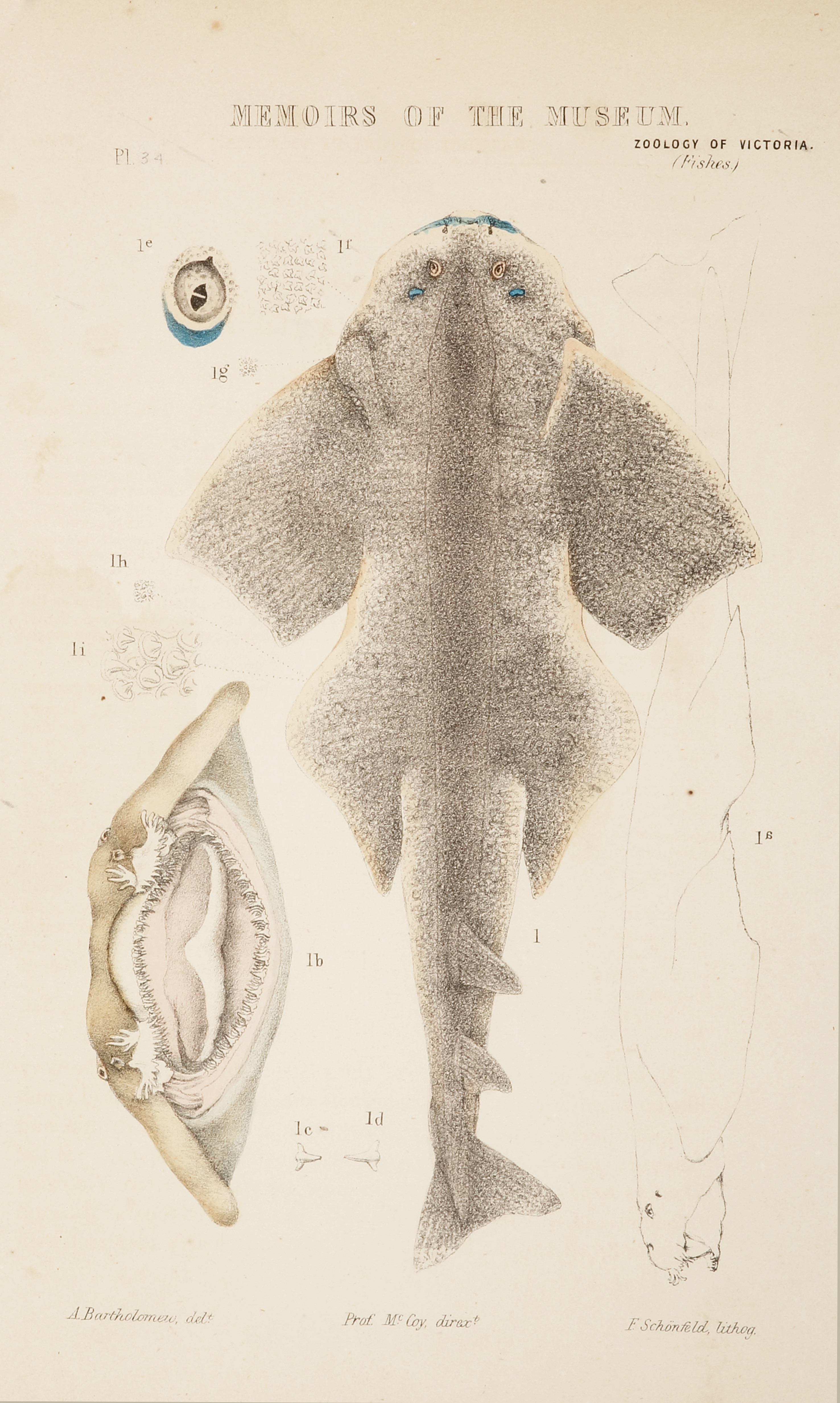 Angel-fish [Australian Angelshark], Rhina squatina [Squatina australis] - Antique Print from 1879