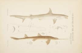 Figure 1. The Hammer-headed Shark [Smooth Hammerhe… Fish & Crustaceans