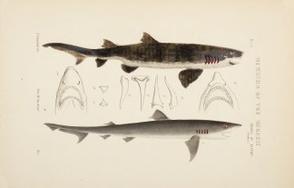 Figure 1. The Long-toothed Bull-Shark, o… Prodromus of the Zoology of Victoria