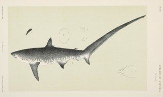 The Thresher or Long tailed Shark, Alope… Prodromus of the Zoology of Victoria