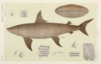 [Cetorhinus Maximus / The Basking Shark.… Prodromus of the Zoology of Victoria