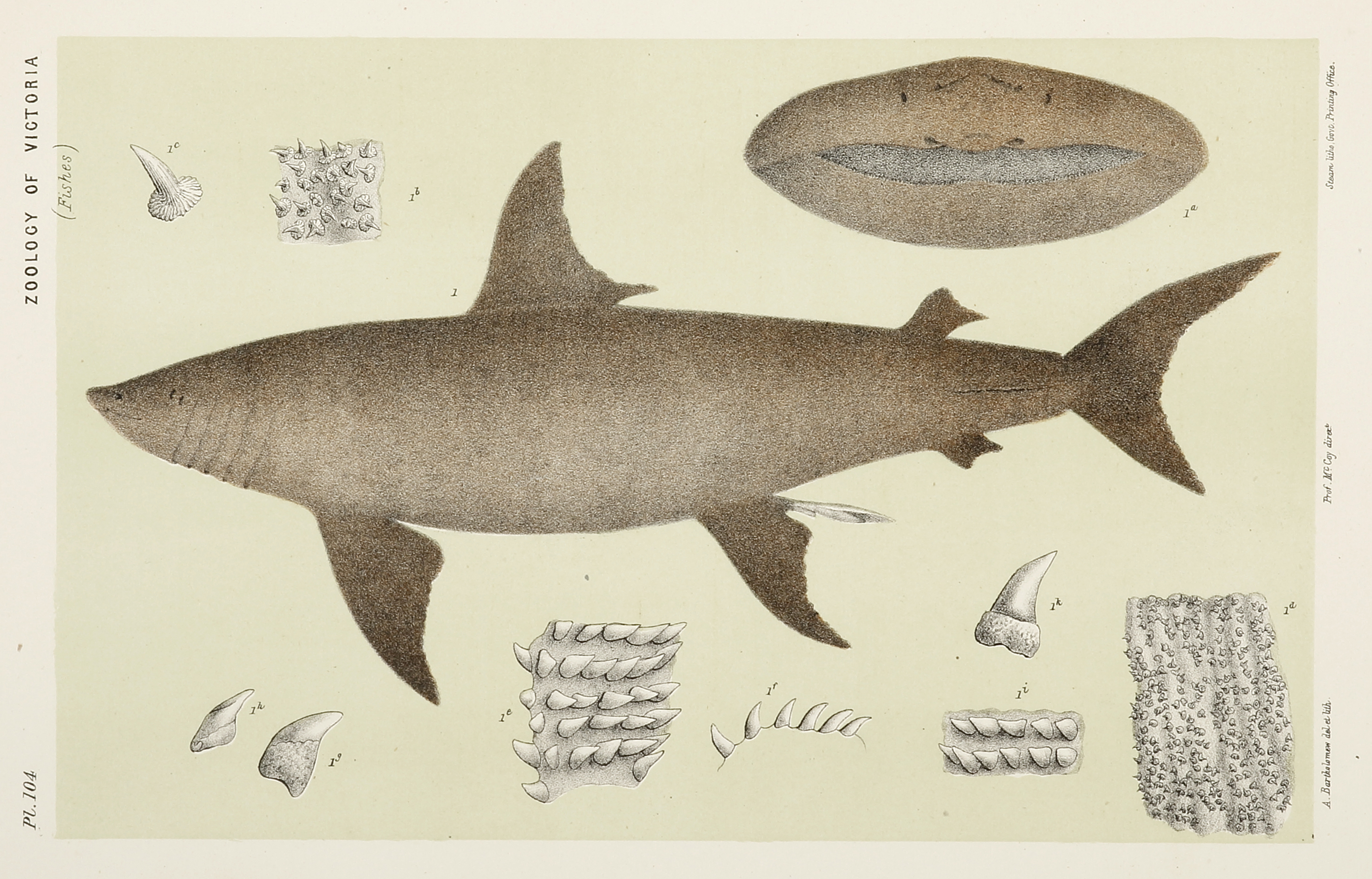 The Basking Shark, Cetorhinus Maximus - Antique Print from 1885