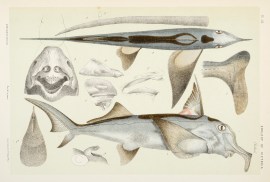 [Callorhynchus antarcticus / The Southern Chimaera]