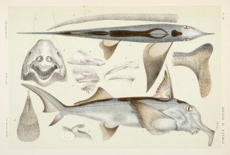 [Callorhynchus antarcticus / The Souther… Prodromus of the Zoology of Victoria