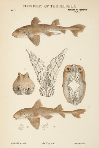 [Heterodontus Phillipi / Port Jackson Sh… Prodromus of the Zoology of Victoria