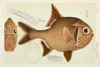 Trachichthys Australis / Australian Roug… Prodromus of the Zoology of Victoria