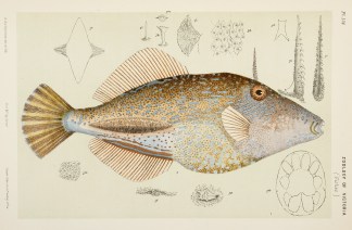 [Monacanthus Browni / Brown’s Toot… Prodromus of the Zoology of Victoria