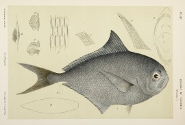 [Brama Rayi / Ray's Sea Bream.]