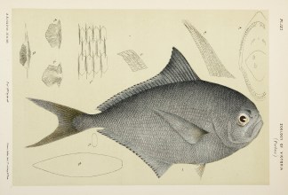 [Brama Rayi / Ray’s Sea Bream.] Prodromus of the Zoology of Victoria