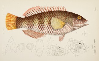 [Labrichthys Bleekeri / Bleeker’s … Prodromus of the Zoology of Victoria