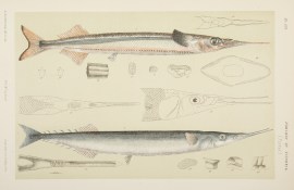 [Hemiramphus Intermedius / The Black-finned Half-Beak or Sea Gar-fish ]