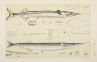 [Hemiramphus Intermedius / The Black-fin… Prodromus of the Zoology of Victoria