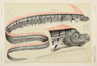 [Regalecus Banksi / Banks’ Oar-Fis… Prodromus of the Zoology of Victoria