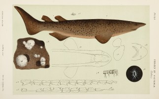 [Echinorhinus Spinosus / The Spinous Sha… Prodromus of the Zoology of Victoria