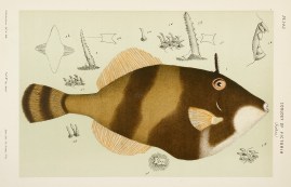 Peron’s Leatherjacket [Potbelly Leatherjacke… Fish & Crustaceans